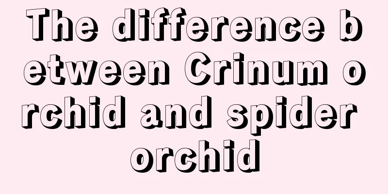 The difference between Crinum orchid and spider orchid