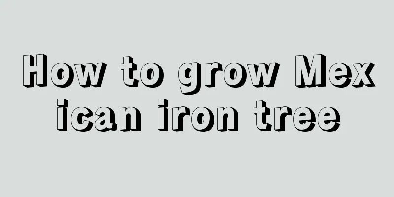 How to grow Mexican iron tree