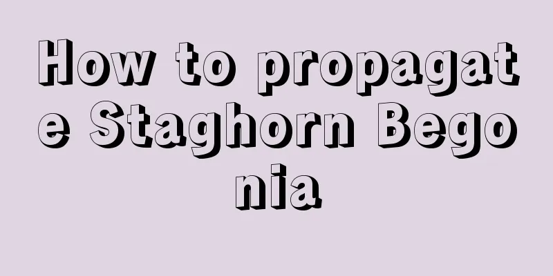 How to propagate Staghorn Begonia