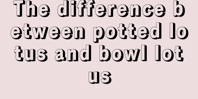 The difference between potted lotus and bowl lotus