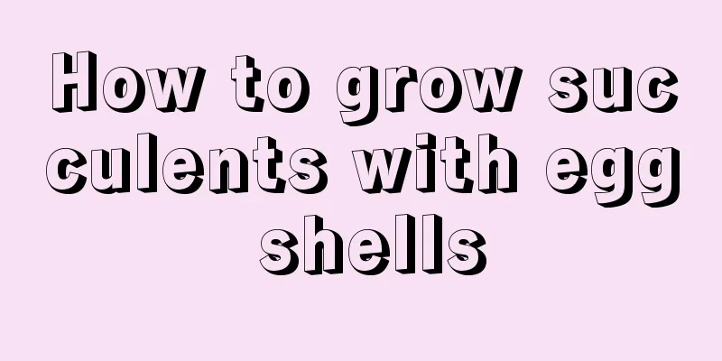 How to grow succulents with egg shells