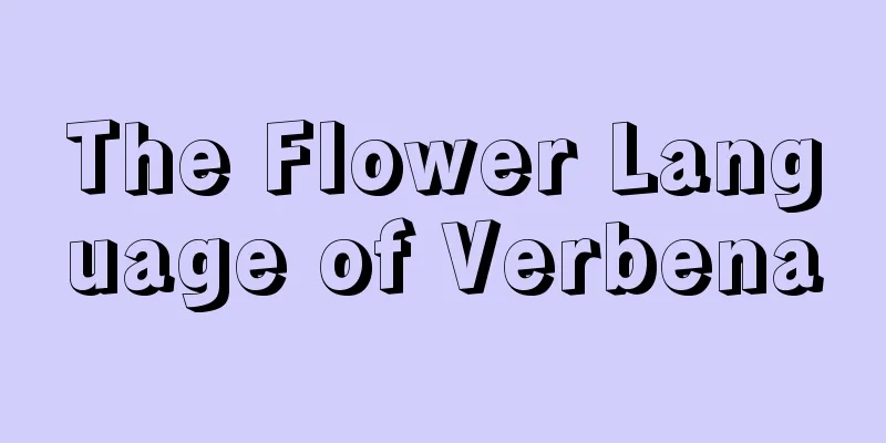 The Flower Language of Verbena