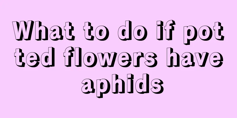 What to do if potted flowers have aphids