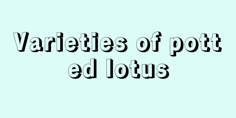 Varieties of potted lotus