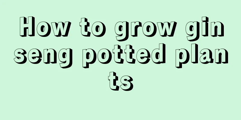 How to grow ginseng potted plants