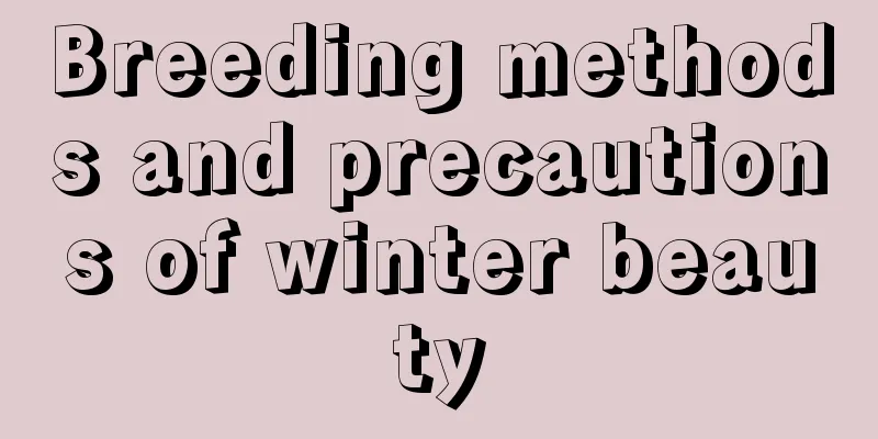 Breeding methods and precautions of winter beauty