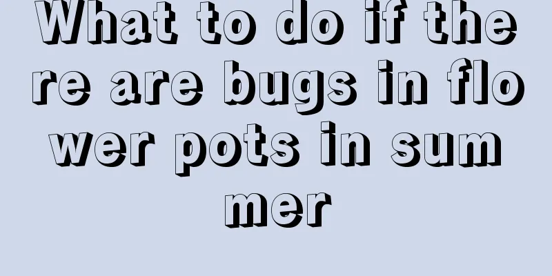 What to do if there are bugs in flower pots in summer