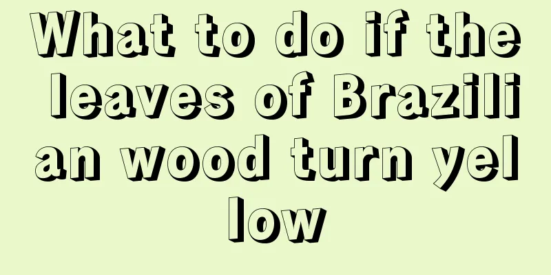 What to do if the leaves of Brazilian wood turn yellow