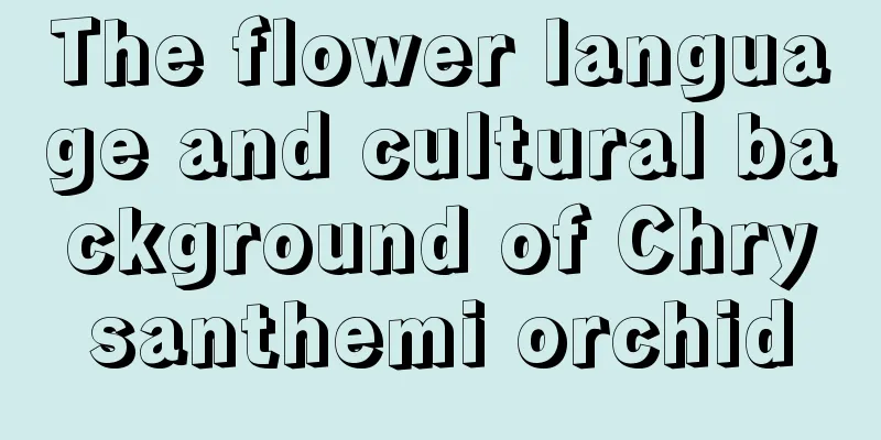 The flower language and cultural background of Chrysanthemi orchid