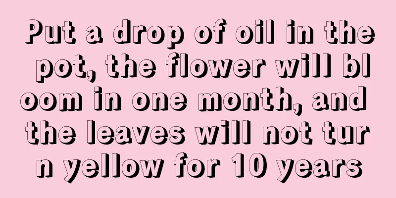 Put a drop of oil in the pot, the flower will bloom in one month, and the leaves will not turn yellow for 10 years