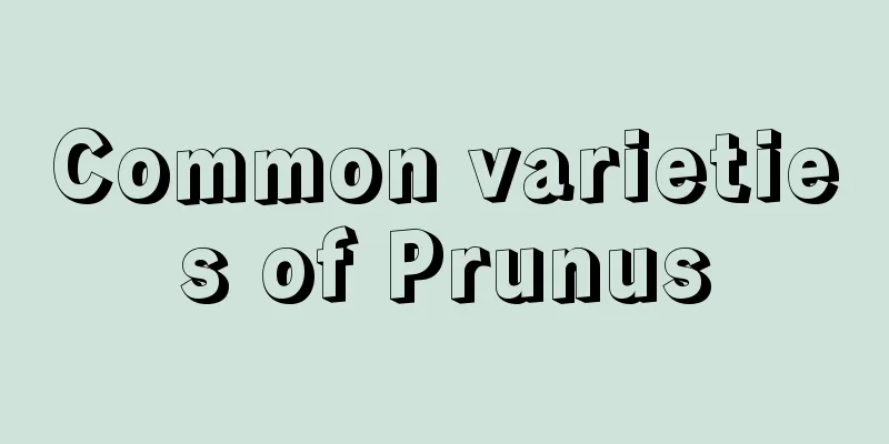 Common varieties of Prunus