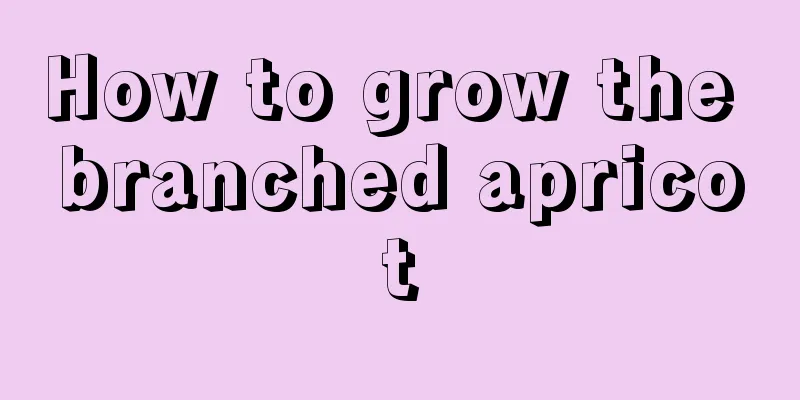 How to grow the branched apricot