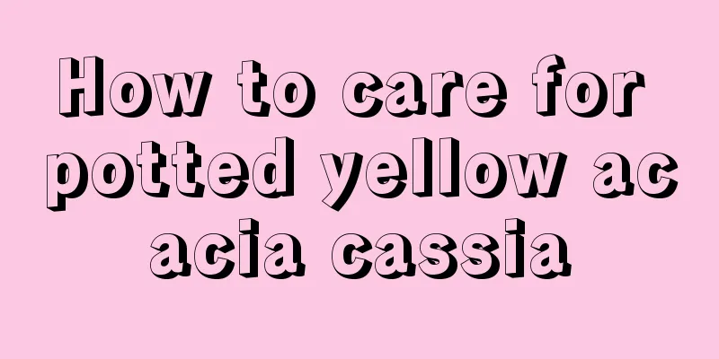 How to care for potted yellow acacia cassia