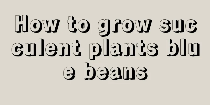 How to grow succulent plants blue beans