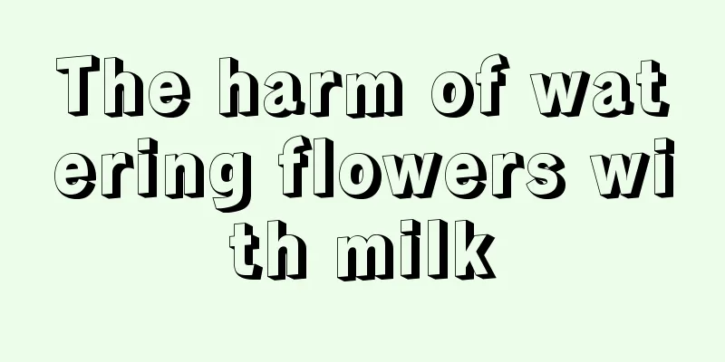 The harm of watering flowers with milk