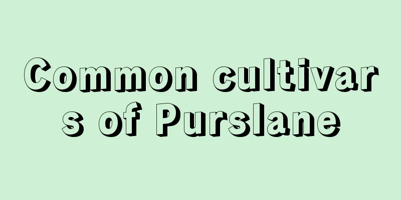 Common cultivars of Purslane