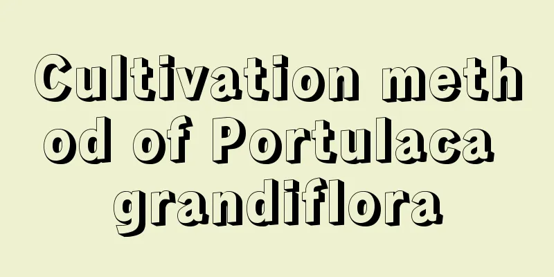 Cultivation method of Portulaca grandiflora