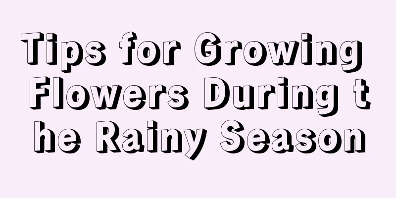 Tips for Growing Flowers During the Rainy Season