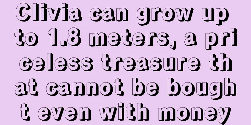 Clivia can grow up to 1.8 meters, a priceless treasure that cannot be bought even with money