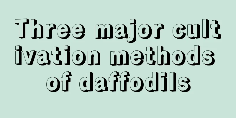 Three major cultivation methods of daffodils