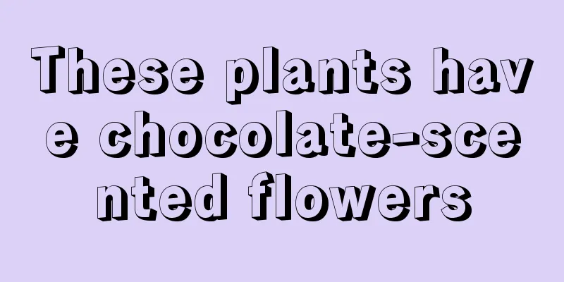 These plants have chocolate-scented flowers