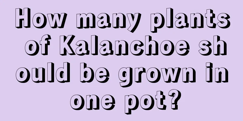 How many plants of Kalanchoe should be grown in one pot?