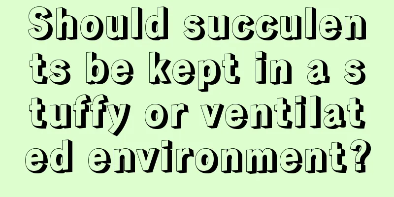 Should succulents be kept in a stuffy or ventilated environment?