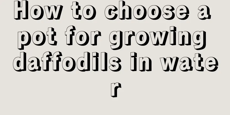 How to choose a pot for growing daffodils in water