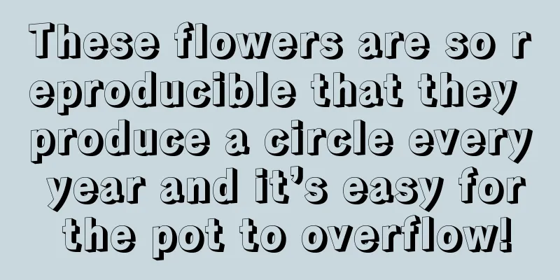 These flowers are so reproducible that they produce a circle every year and it’s easy for the pot to overflow!