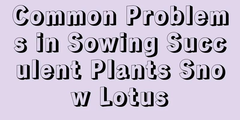 Common Problems in Sowing Succulent Plants Snow Lotus