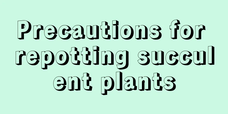 Precautions for repotting succulent plants