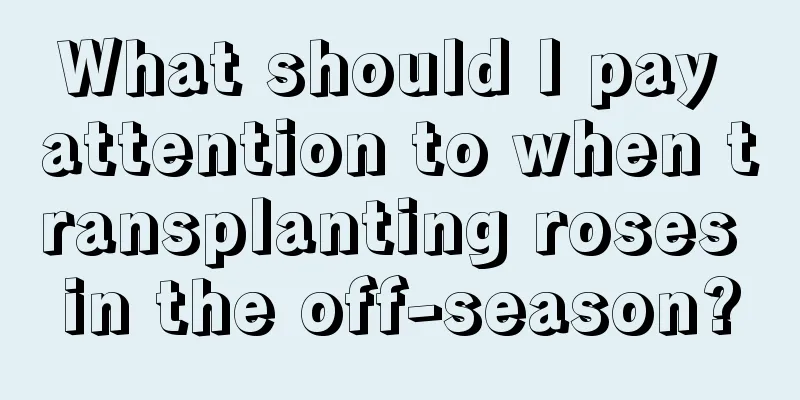 What should I pay attention to when transplanting roses in the off-season?