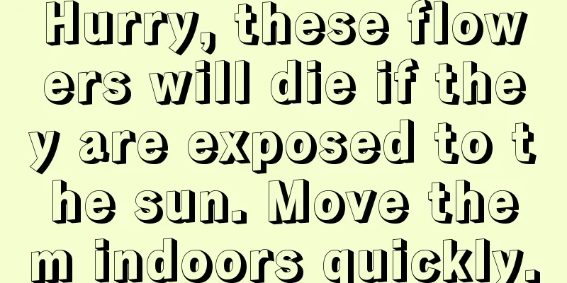 Hurry, these flowers will die if they are exposed to the sun. Move them indoors quickly.