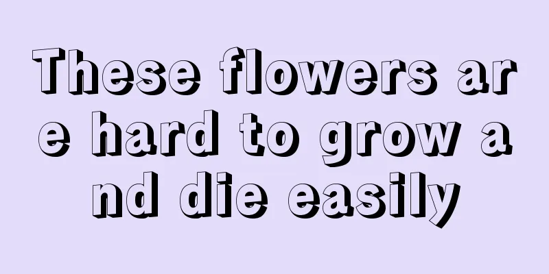 These flowers are hard to grow and die easily