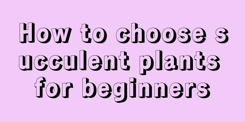 How to choose succulent plants for beginners