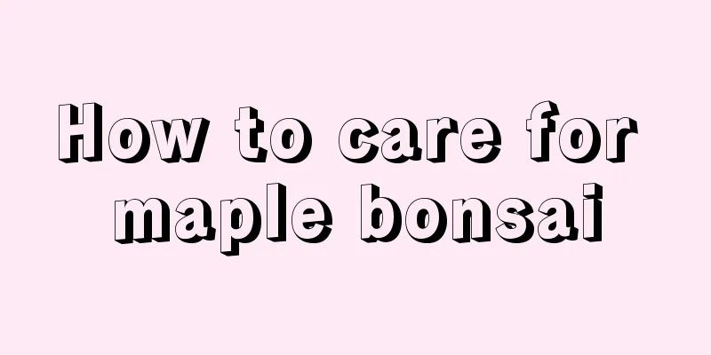 How to care for maple bonsai