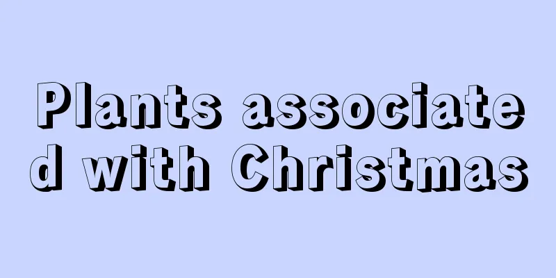 Plants associated with Christmas