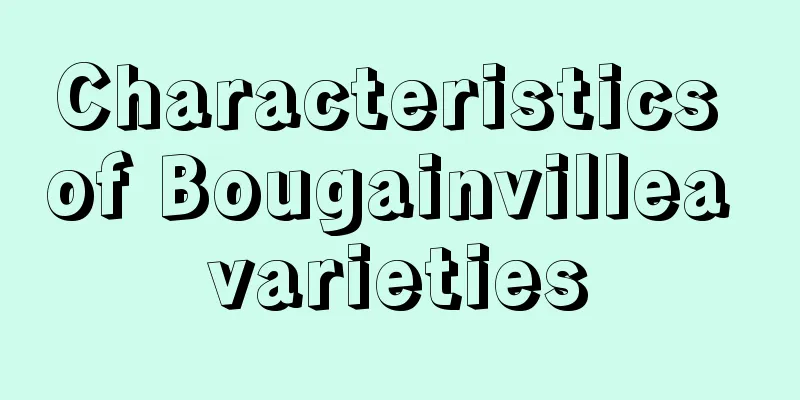 Characteristics of Bougainvillea varieties