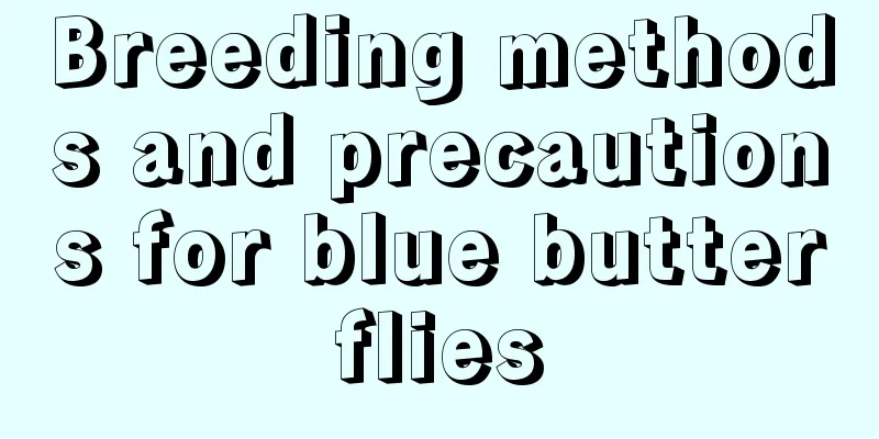 Breeding methods and precautions for blue butterflies