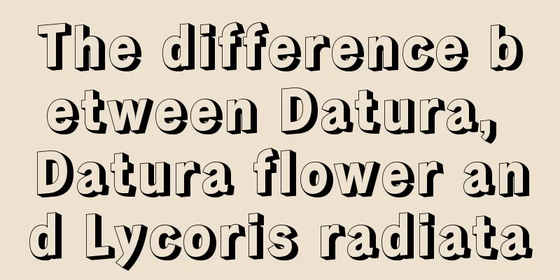 The difference between Datura, Datura flower and Lycoris radiata