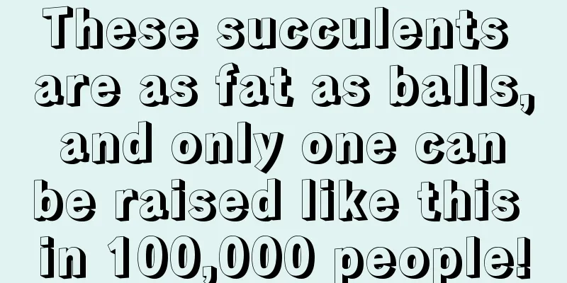 These succulents are as fat as balls, and only one can be raised like this in 100,000 people!