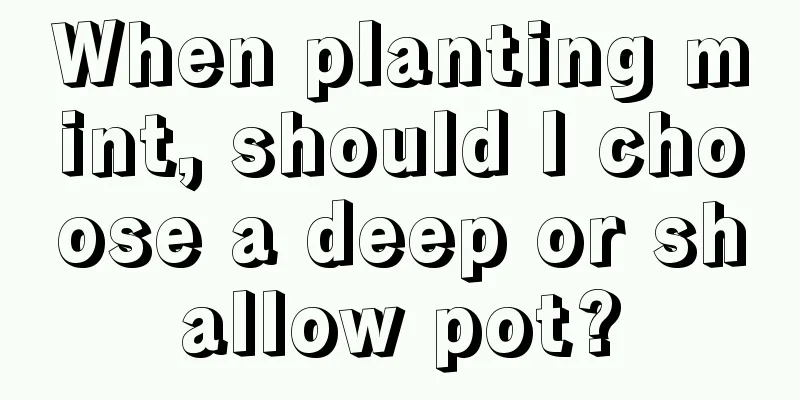 When planting mint, should I choose a deep or shallow pot?