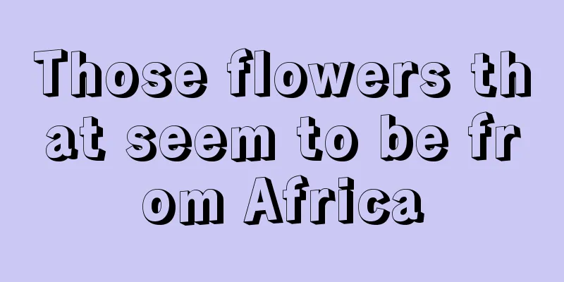 Those flowers that seem to be from Africa