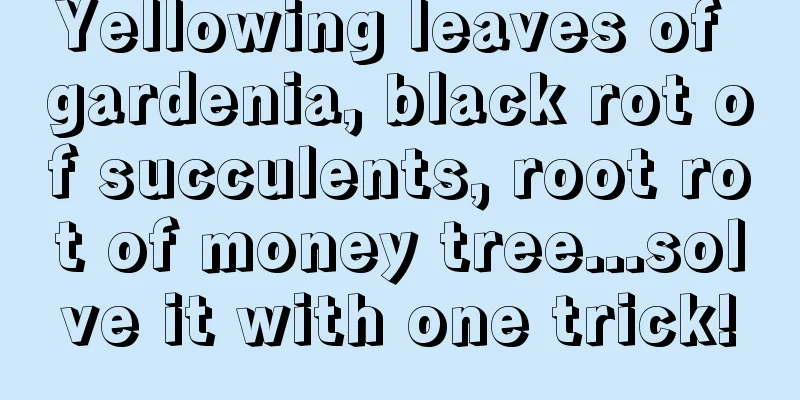 Yellowing leaves of gardenia, black rot of succulents, root rot of money tree...solve it with one trick!