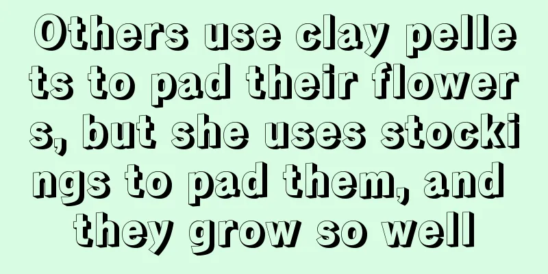 Others use clay pellets to pad their flowers, but she uses stockings to pad them, and they grow so well