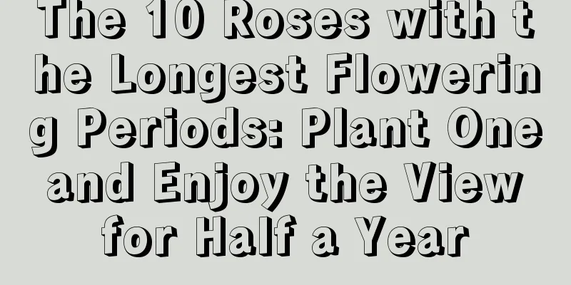 The 10 Roses with the Longest Flowering Periods: Plant One and Enjoy the View for Half a Year