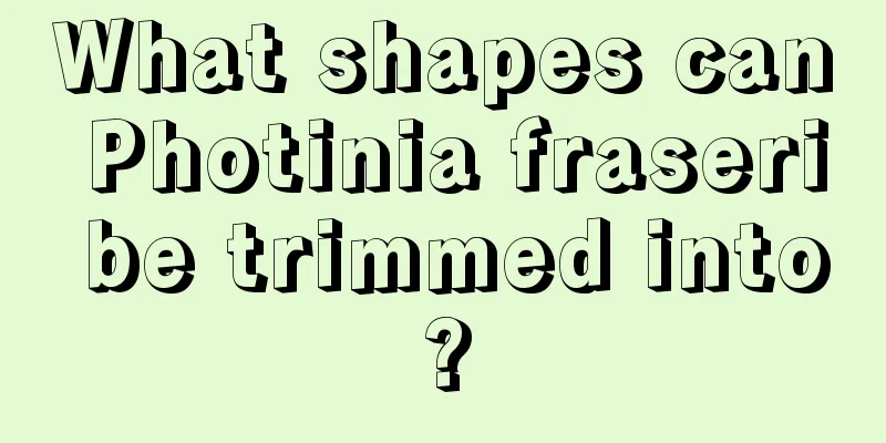 What shapes can Photinia fraseri be trimmed into?