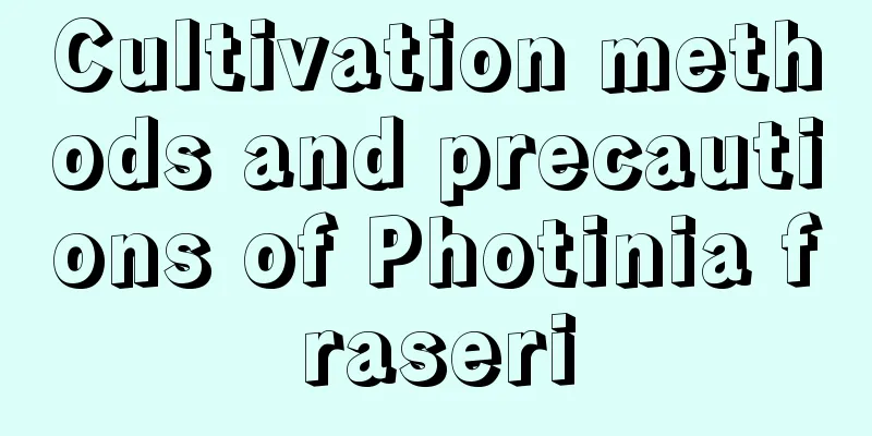 Cultivation methods and precautions of Photinia fraseri