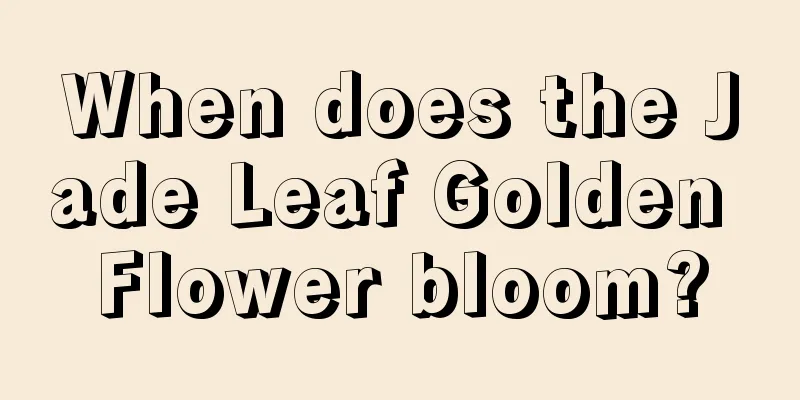 When does the Jade Leaf Golden Flower bloom?