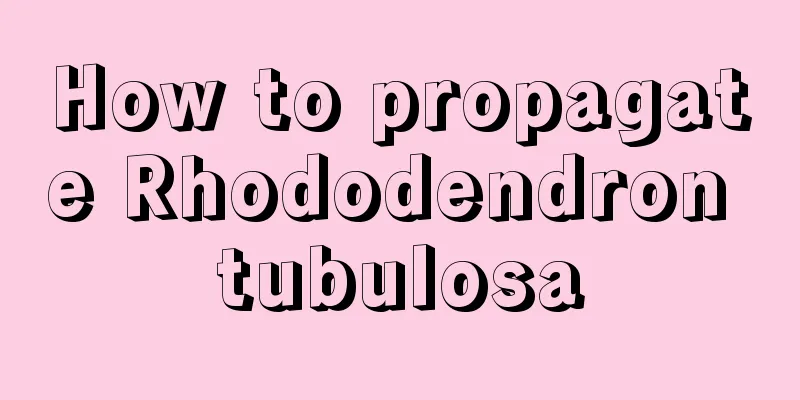 How to propagate Rhododendron tubulosa